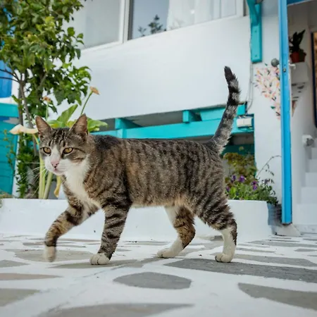 Apartamento Azuro Naxos *